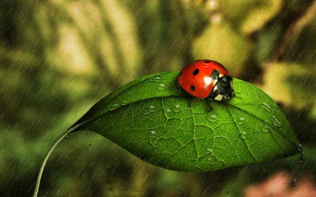 ladybugs wallpapers - HD Desktop Wallpapers