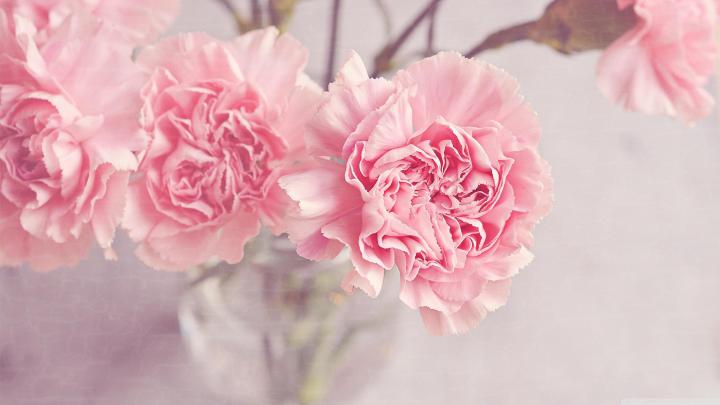 Pink HD Desktop Wallpapers