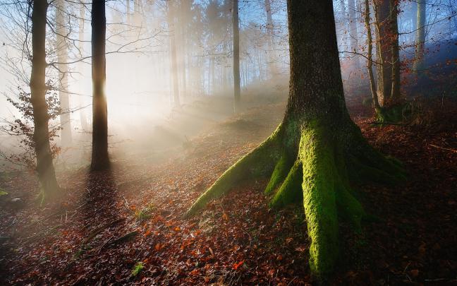 misty, Forest, Tree Wallpapers HD \/ Desktop and Mobile Backgrounds
