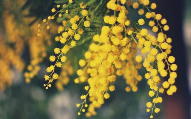 mimosa wallpaper | HD Desktop Wallpapers