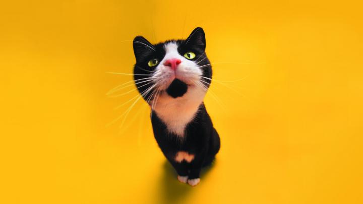 Funny HD Wallpapers 1080p (69+ images)