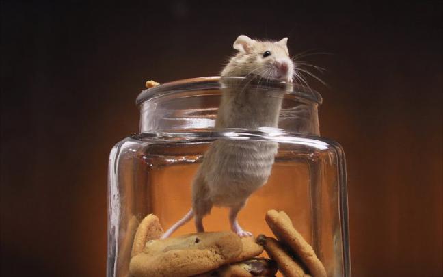 funny wallpaper mice - HD Desktop Wallpapers
