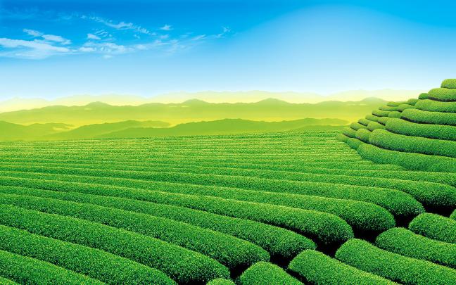 tea garden wallpaper - HD Desktop Wallpapers