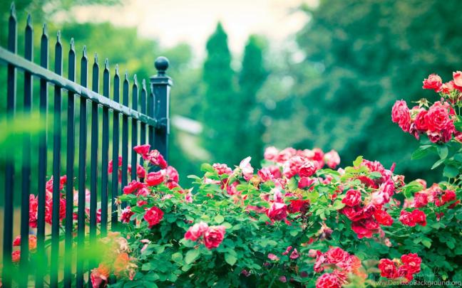 Gardens Wallpaper: Beautiful Spain Roses In Garden Hd Wallpapers 
