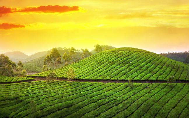 sunset pictures tea garden - HD Desktop Wallpapers