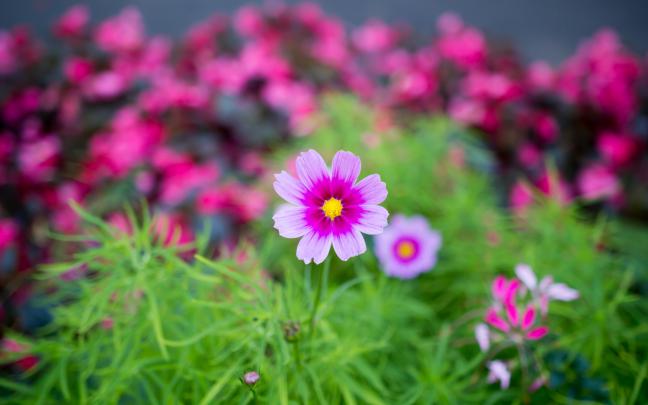 nature, Flower, Garden, Cosmos, Pink, Hd, Wallpaper Wallpapers HD 