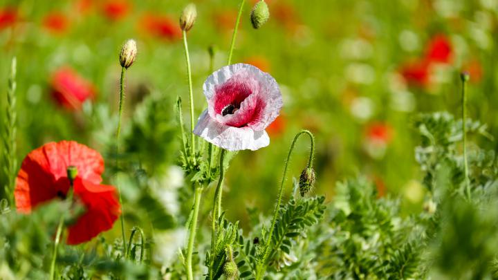 Poppy Garden 4K HD Wallpapers | Wallpapers HD