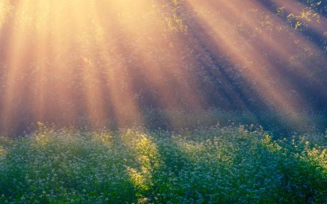 sunlight wallpaper garden - HD Desktop Wallpapers