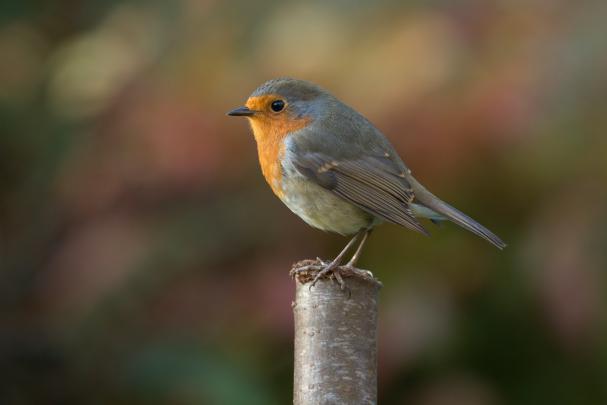 Robin Bird Photography, HD Birds, 4k Wallpapers, Images, Backgrounds 