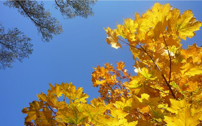 Windows Autumn Desktop Wallpaper -