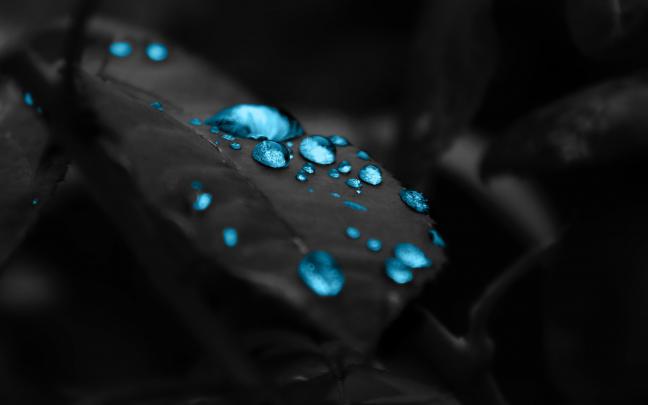 water drops, Leaves, Blue Wallpapers HD \/ Desktop and Mobile Backgrounds