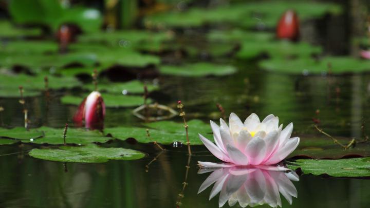 water flower wallpaper - HD Desktop Wallpapers