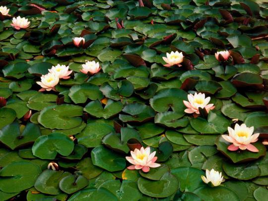 water flowers - HD Desktop Wallpapers