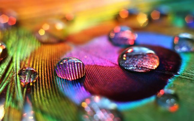 peacocks, Macro, Water drops, Colorful Wallpapers HD \/ Desktop and 