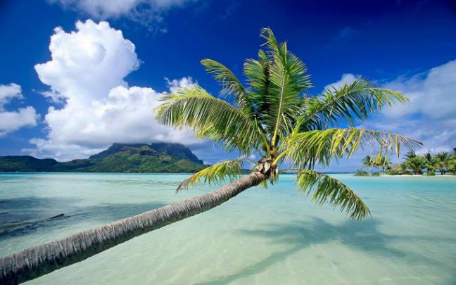 water palm tree - HD Desktop Wallpapers