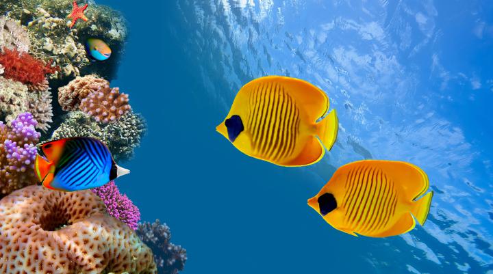 fish, Fishes, Underwater, Sealife, Ocean, Sea, Water Wallpapers HD 