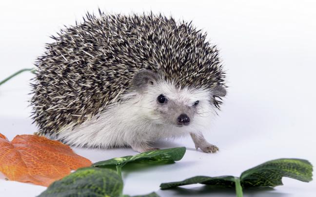 hedgehog background - HD Desktop Wallpapers