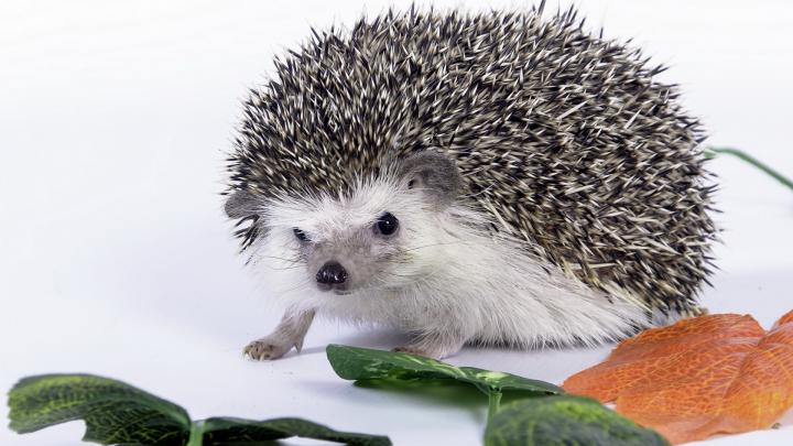 Hedgehog Wallpapers