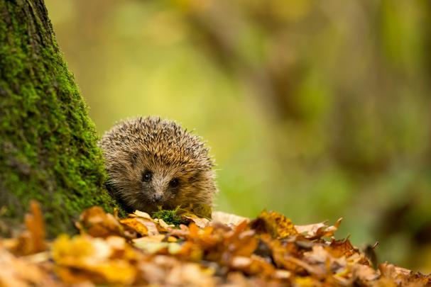 animals, Hedgehog Wallpapers HD \/ Desktop and Mobile Backgrounds