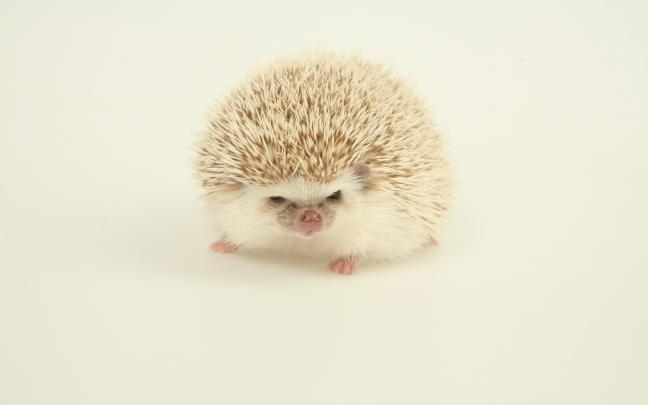 Hedgehog Wallpapers