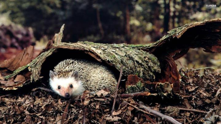 Hedgehog Wallpapers