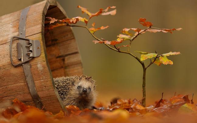 Hedgehog HD Wallpaper | Background Image | 1920x1200 | 441261 
