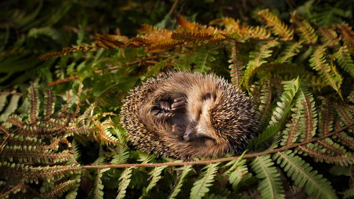Baby Hedgehog \u2013 Bing Wallpaper Download