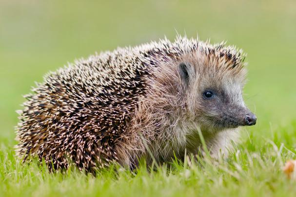 Hedgehog HD Wallpaper | Background Image | 2048x1365 | 985945 
