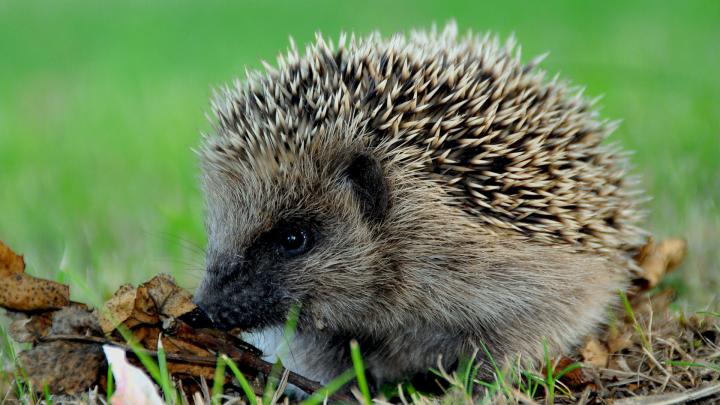 Hedgehog Wallpapers