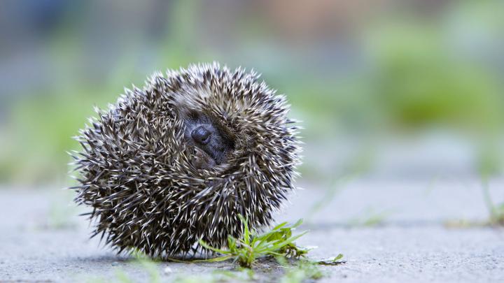 Rolling Hedgehog Oberbruck \u2013 Bing Wallpaper Download