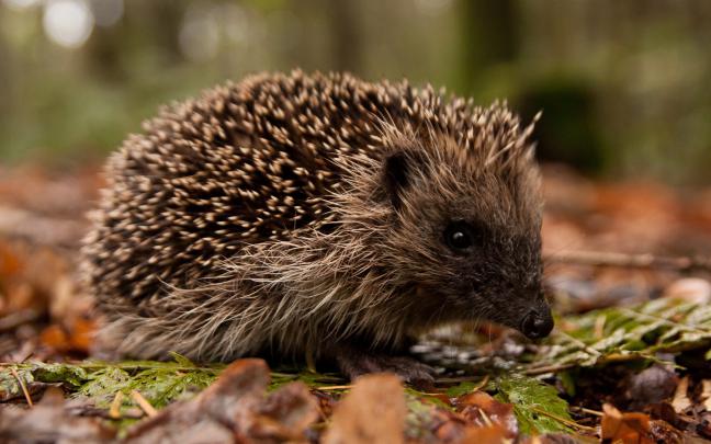 Hedgehog Wallpapers