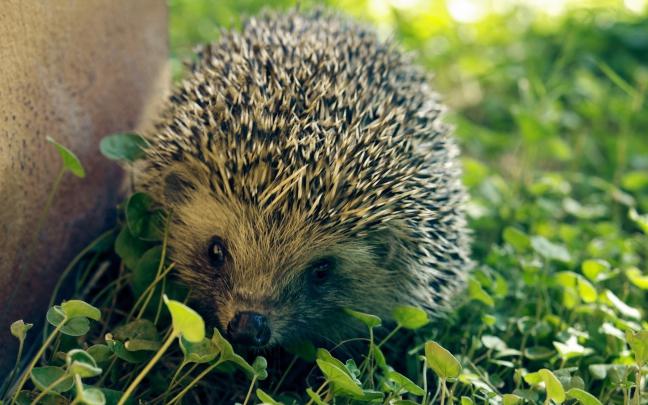 Hedgehog HD Wallpaper | Background Image | 1920x1200