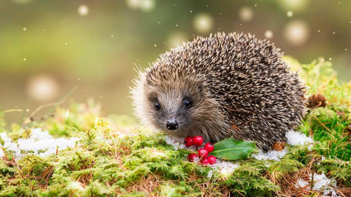 Hedgehog Holly \u2013 Bing Wallpaper Download