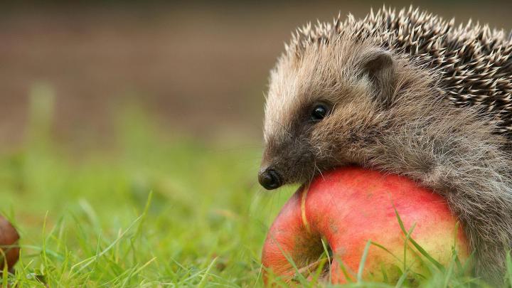Hedgehog Wallpapers
