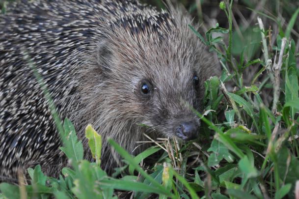 Cool desktop wallpaper of Hedgehog, image of nature, animals 