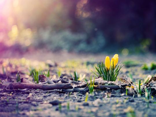 Spring desktop backgrounds | AirWallpaper.Com