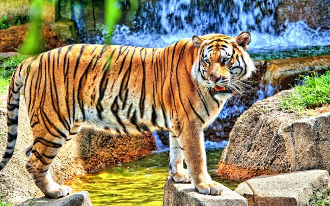 Tiger High Definiton HD Desktop Backgrounds \u0026 Wallpapers - All HD 