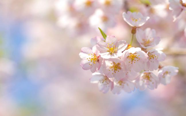 wallpapers hd spring - HD Desktop Wallpapers