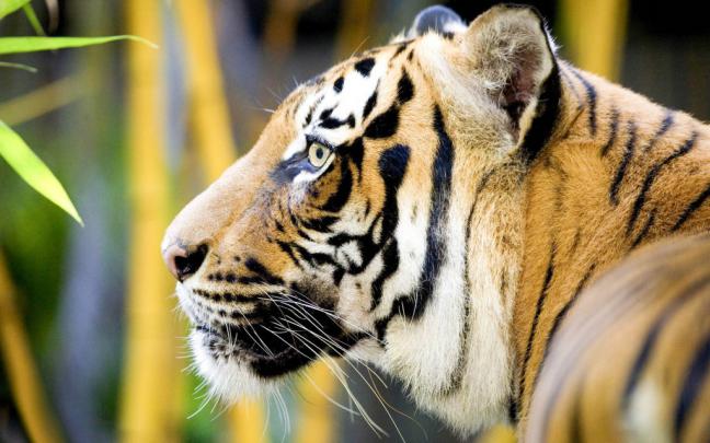 Tiger High Definiton HD Desktop Backgrounds \u0026 Wallpapers - All HD 