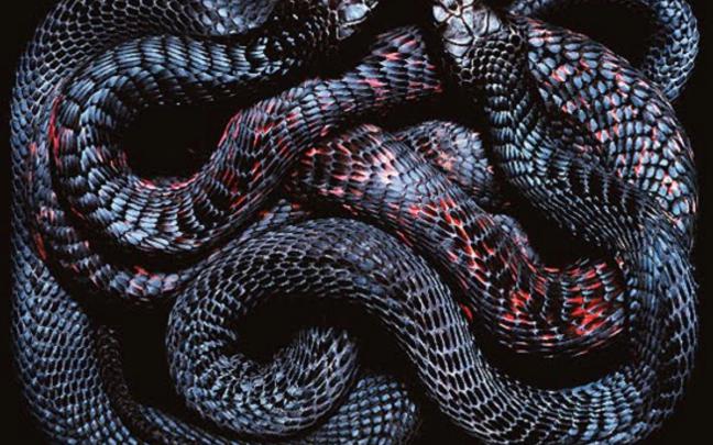 Snake HD Wallpapers