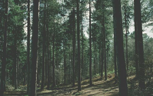 nature, Forest Wallpapers HD \/ Desktop and Mobile Backgrounds