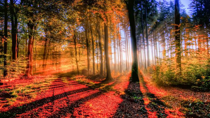 Forest Wallpapers And Backgrounds (High Definition) - All HD Wallpapers
