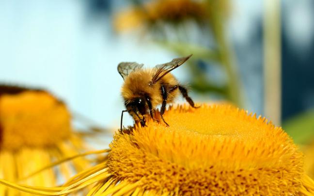 Bee Wallpaper (64+ images)