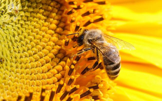 [44+] Honey Bee Desktop Wallpaper 