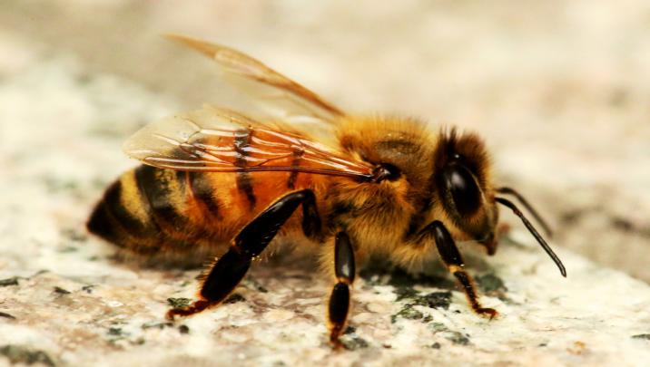 Honey Bee Wallpapers