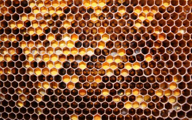 Free download Honey Honeycomb Wallpapers Honey Honeycomb Myspace 