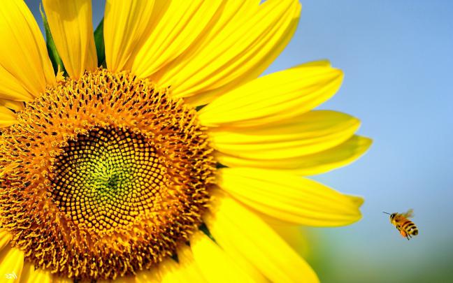 Bee Wallpaper (64+ images)