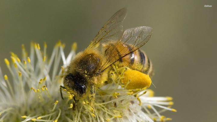 Bee Wallpapers (61+ background pictures)