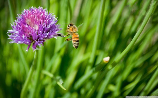 Honey Bee Wallpapers