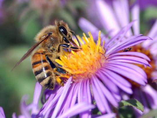 honey bees wallpaper - HD Desktop Wallpapers